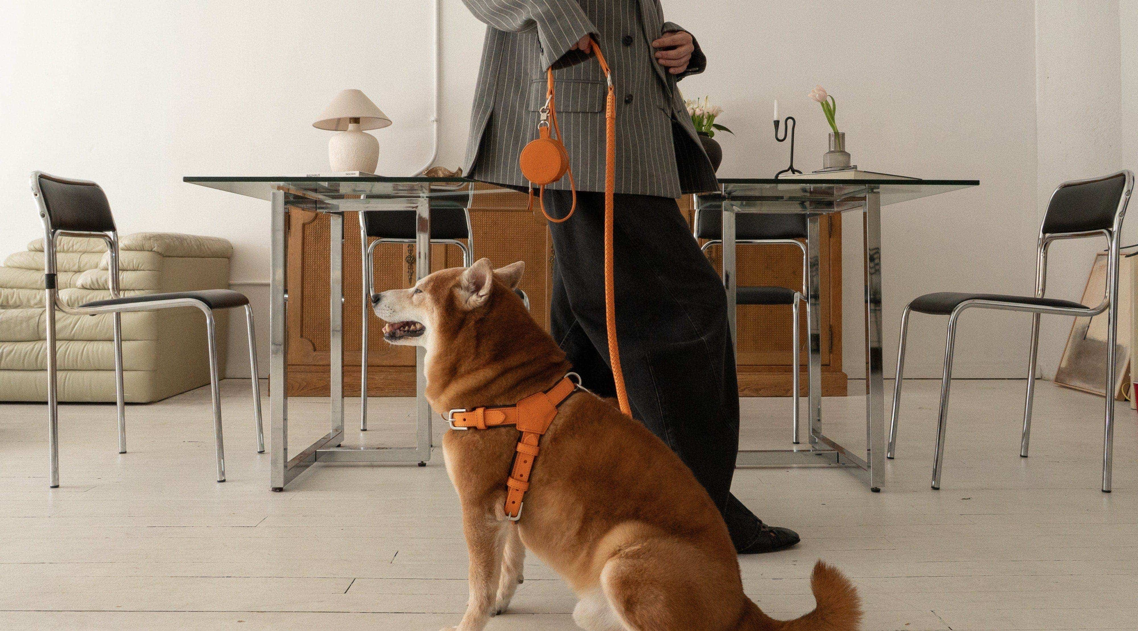 Dog Walking Accessories