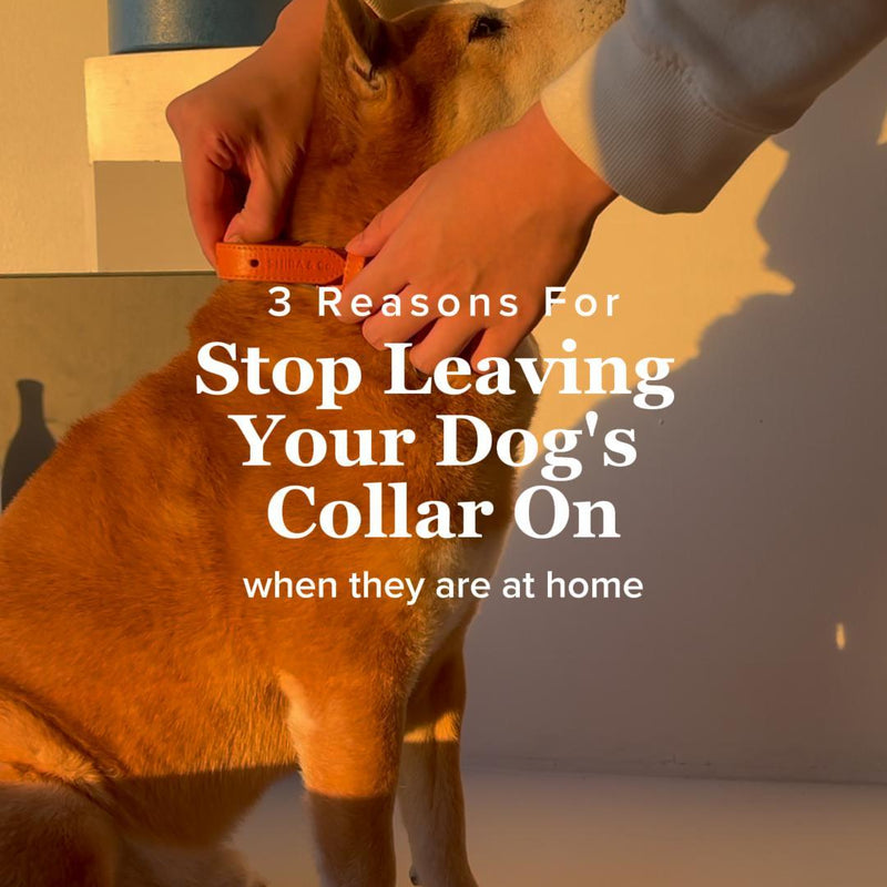 3 Reasons For Stop Leaving Your Dog's Collar On When They Are At Home