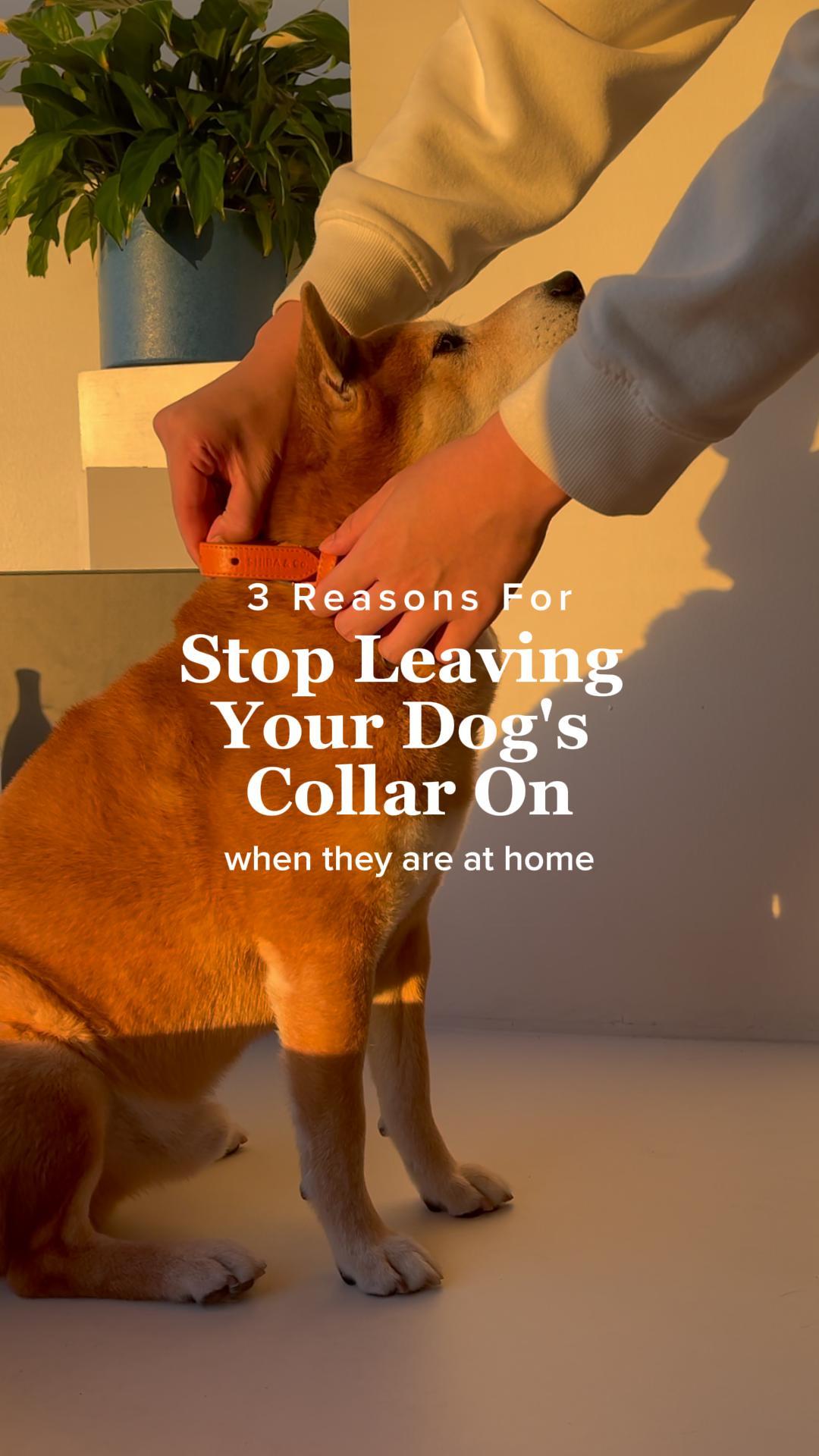 3 Reasons For Stop Leaving Your Dog's Collar On When They Are At Home