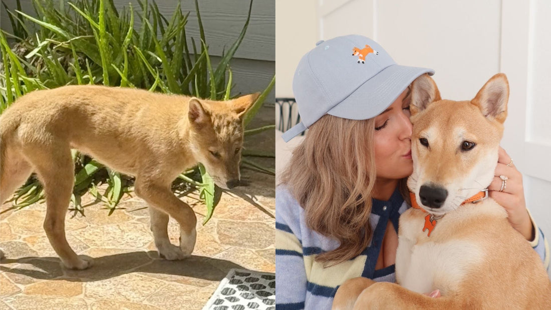 From Backyard Mystery to Shiba Inu: Celebrating Yote and Chelsea’s Story