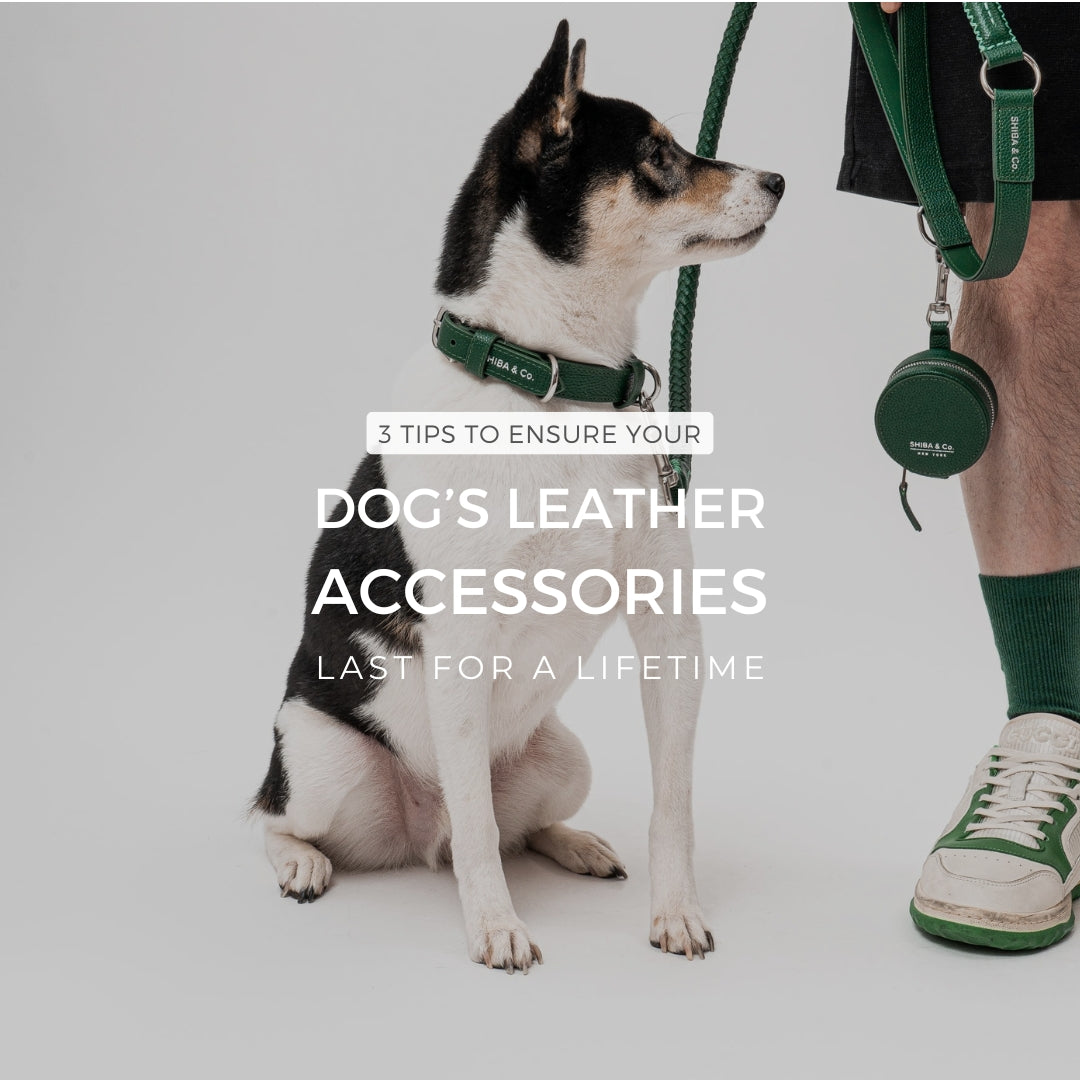 3 Tips to ensure your dog’s leather accessories last for a lifetime