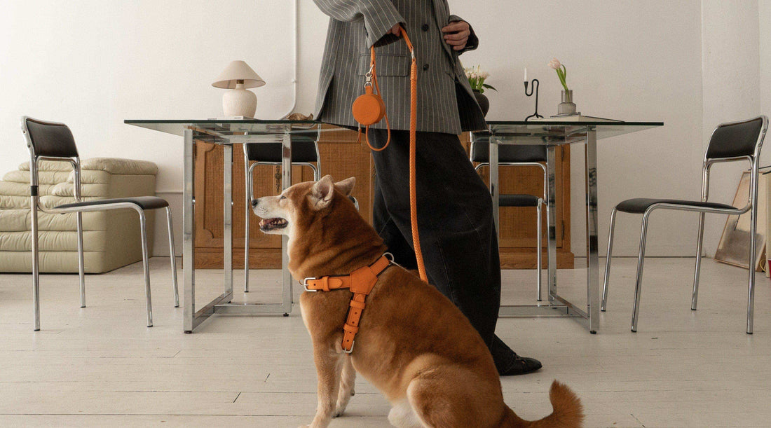 Shiba Inu Owner Gift Ideas: 13 Elegant Picks for Dog Lovers