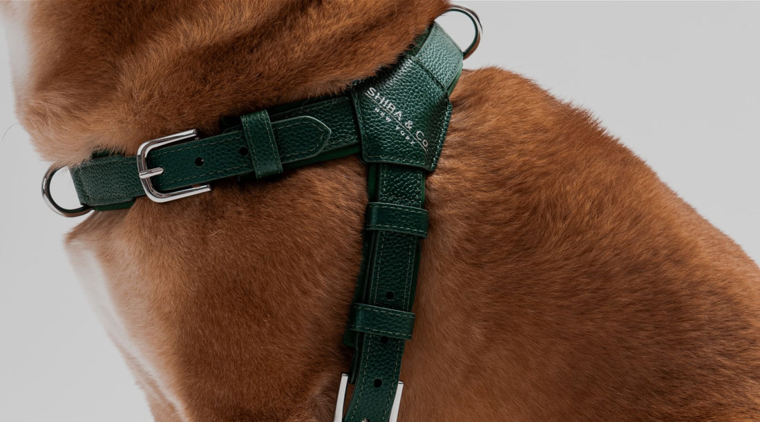 Is Genuine Leather Really Better for Dog Collars, Harnesses, and Leashes?