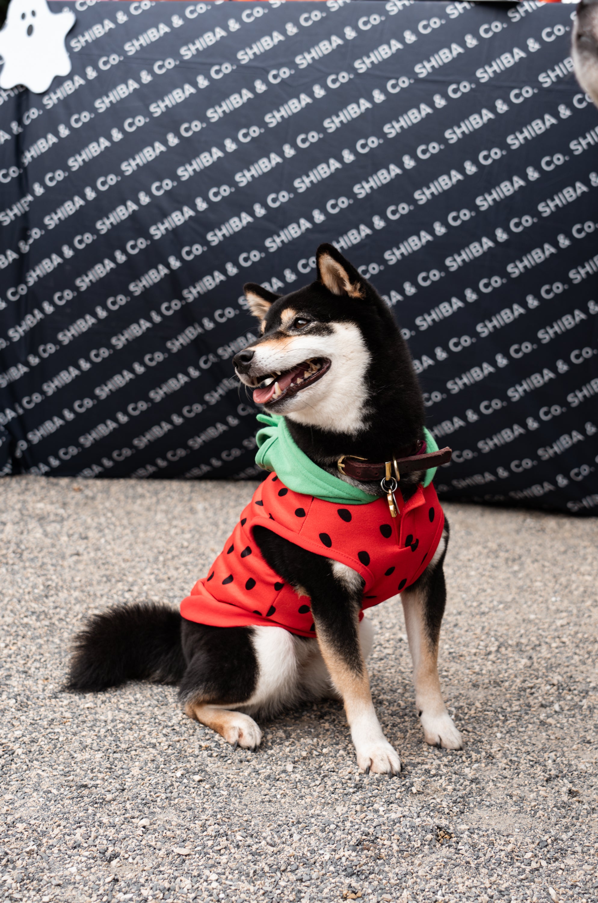 SHIBA & Co. Halloween Costume Contest 2023