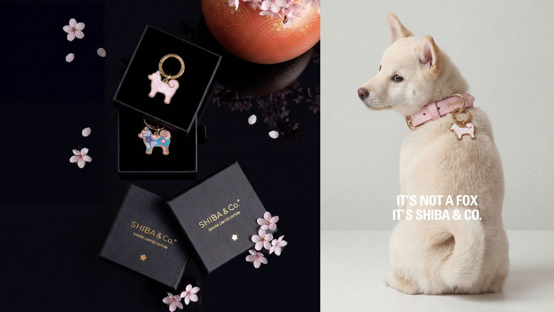 SHIBA & Co. Launches The Sakura Limited Edition Collection - A Conversation with Nicolo and Jiatai, Founders on the Brand's First Seasonal Limited Edition
