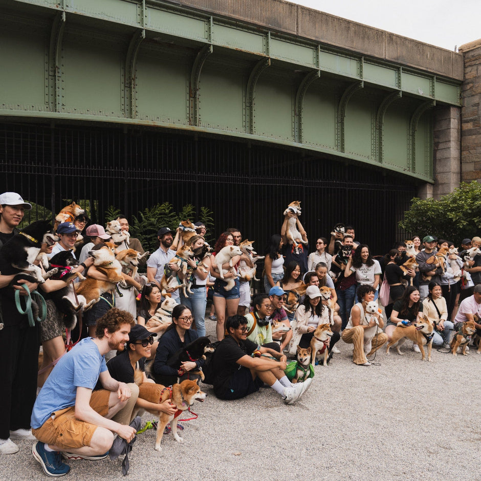 NYC Summer Shiba Meetup IRL Event 6/29/2024