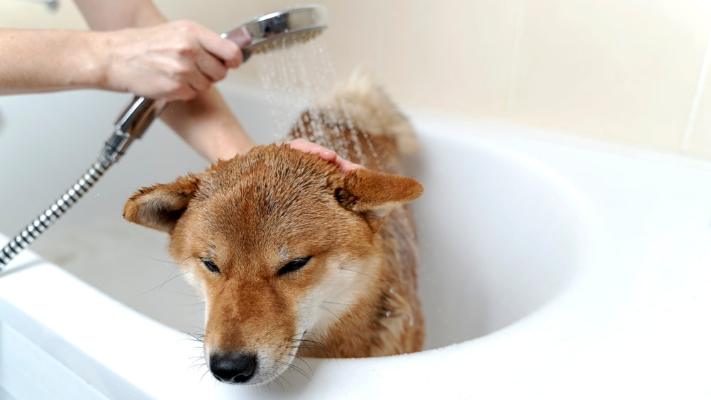 Shiba Inu shedding: what to expect and how to survive it