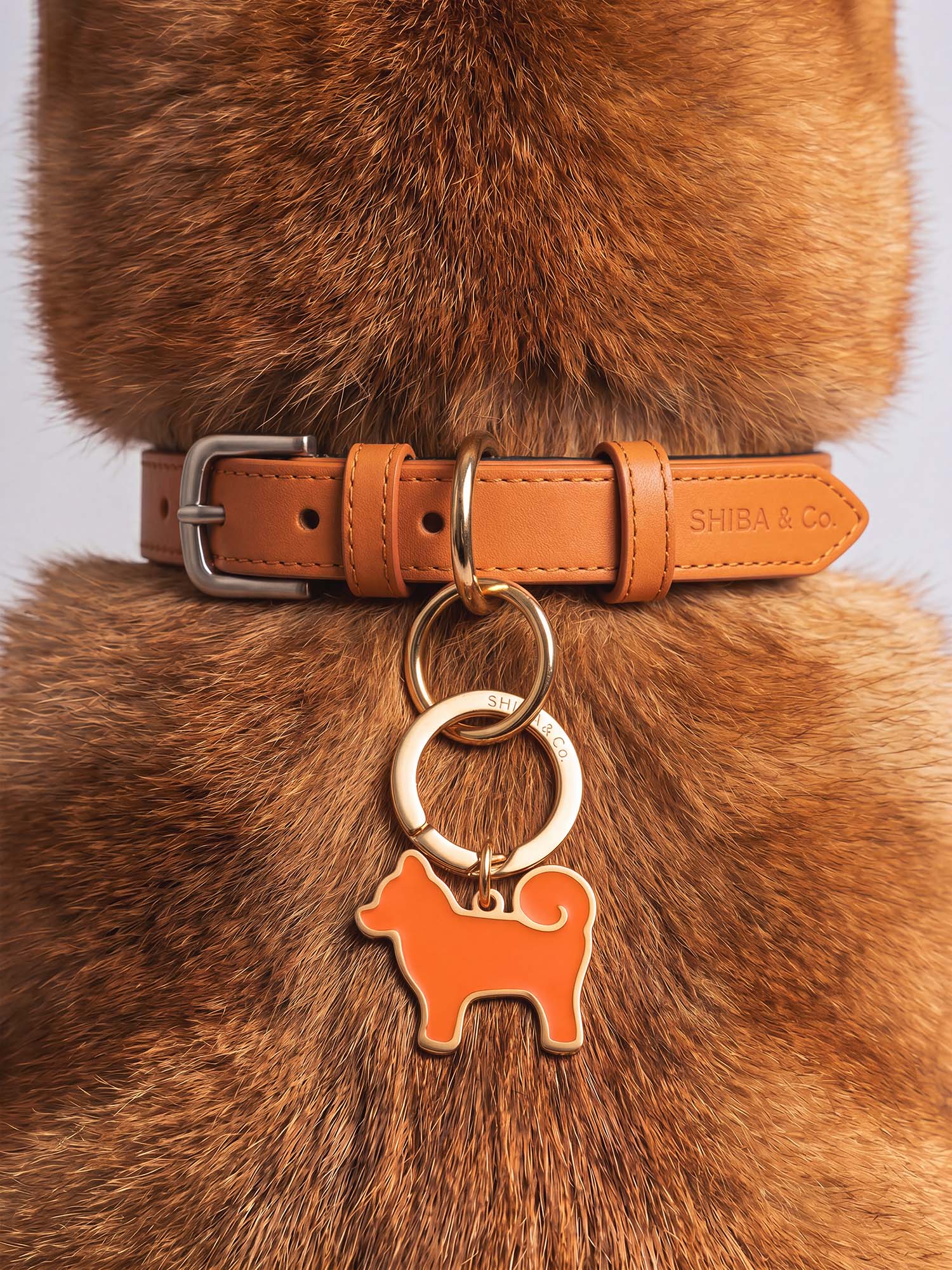 Dog Accessories & Apparel – Harnesses, Leashes, Collars & Hoodies
