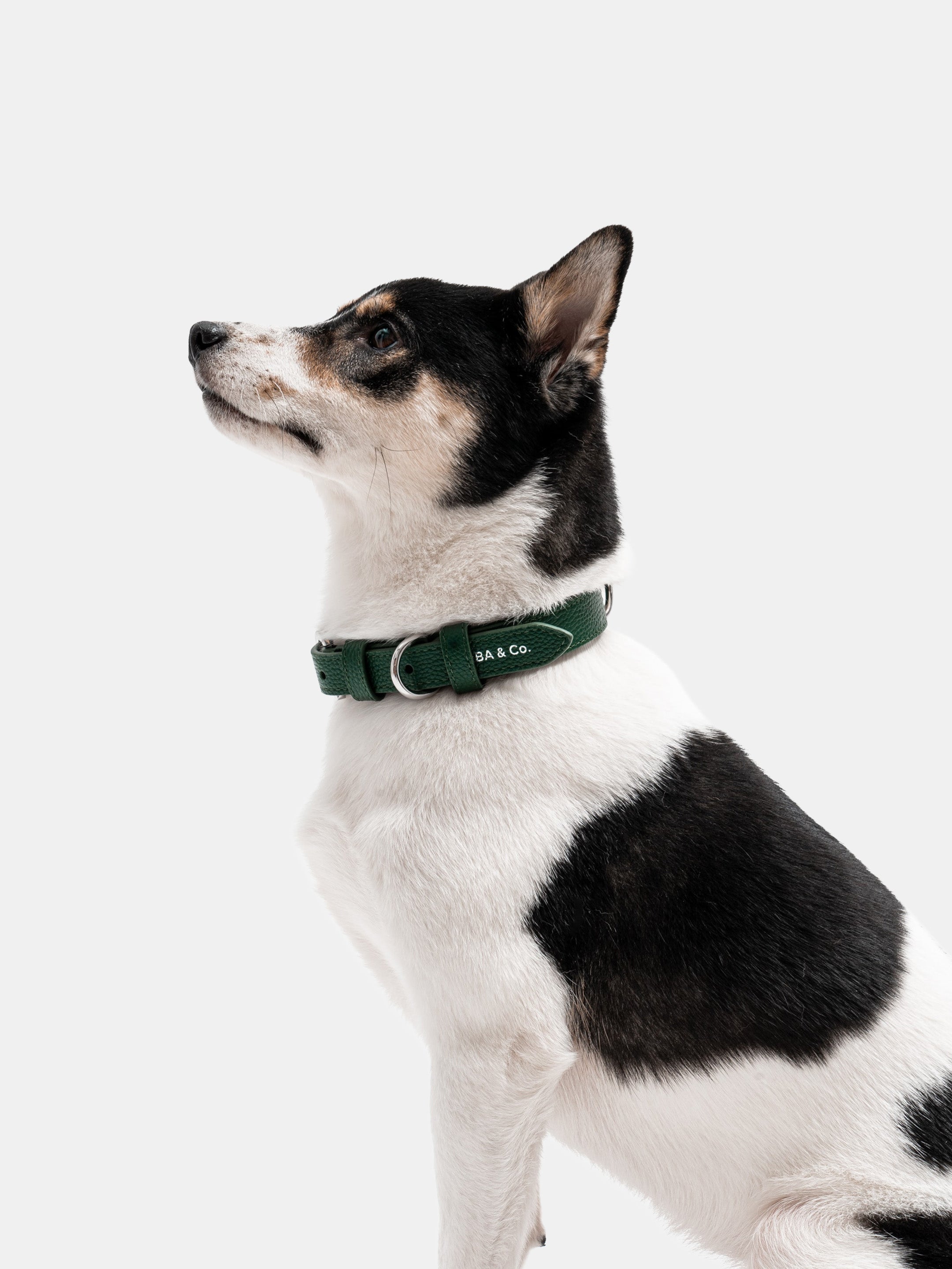 Lucca Dog Collar in Italian Leather - Forest Green