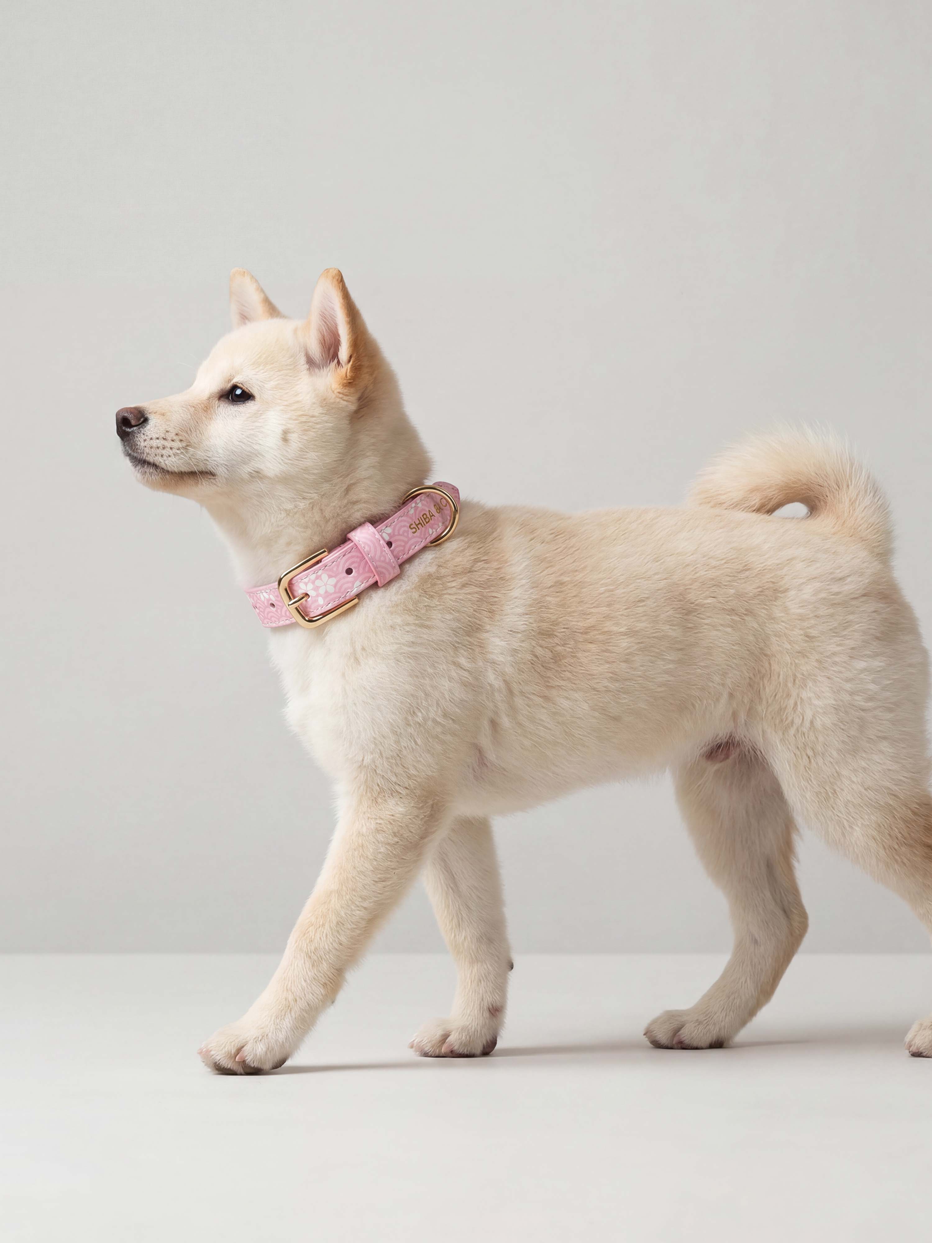 Lucca Italian Leather Dog Collar — Sakura Limited Edition - Pink Seigaiha