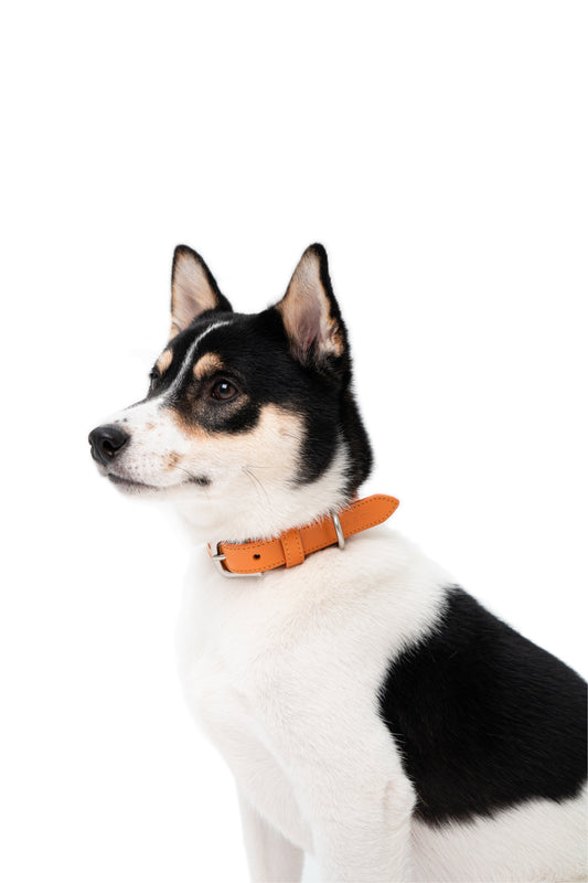 Lucca Dog Collar in Italian Leather - Iconic Orange