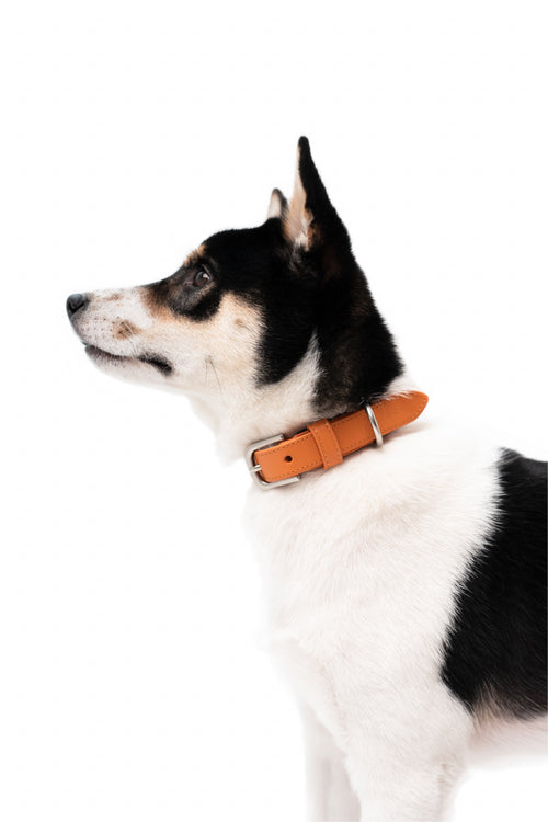 Lucca Dog Collar in Italian Leather - Iconic Orange