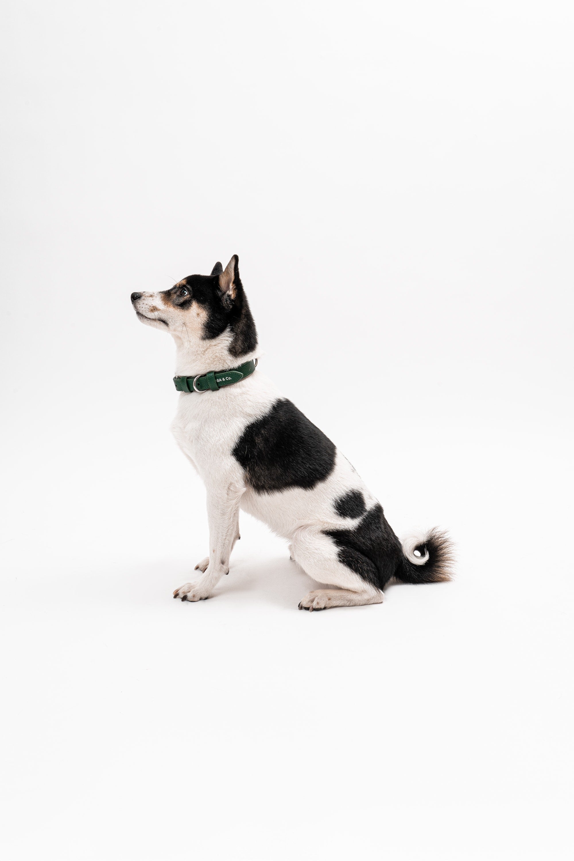 Lucca Dog Collar in Italian Leather - Forest Green