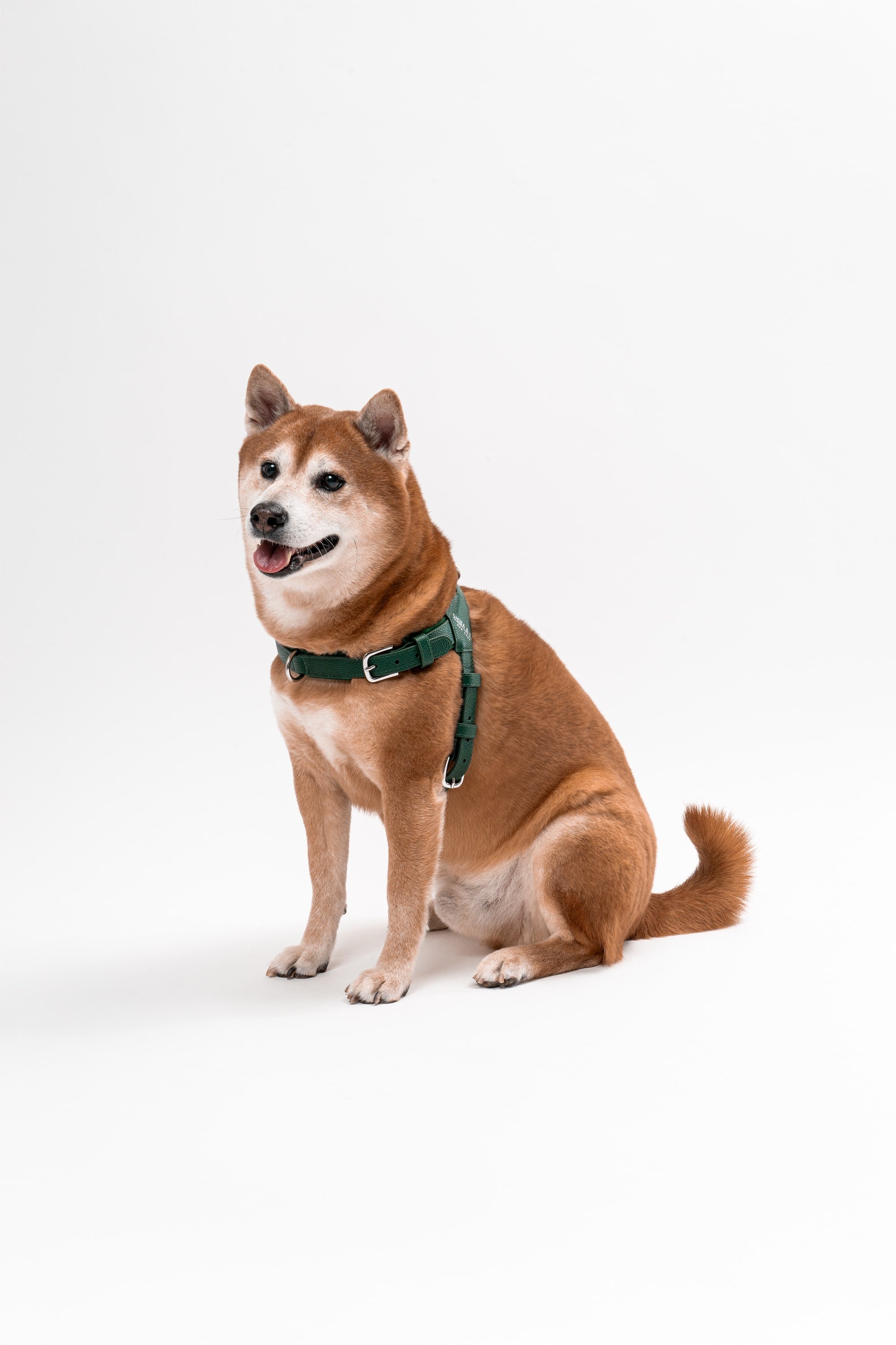 Milano Dog Harness in Italian Leather - Forest Green