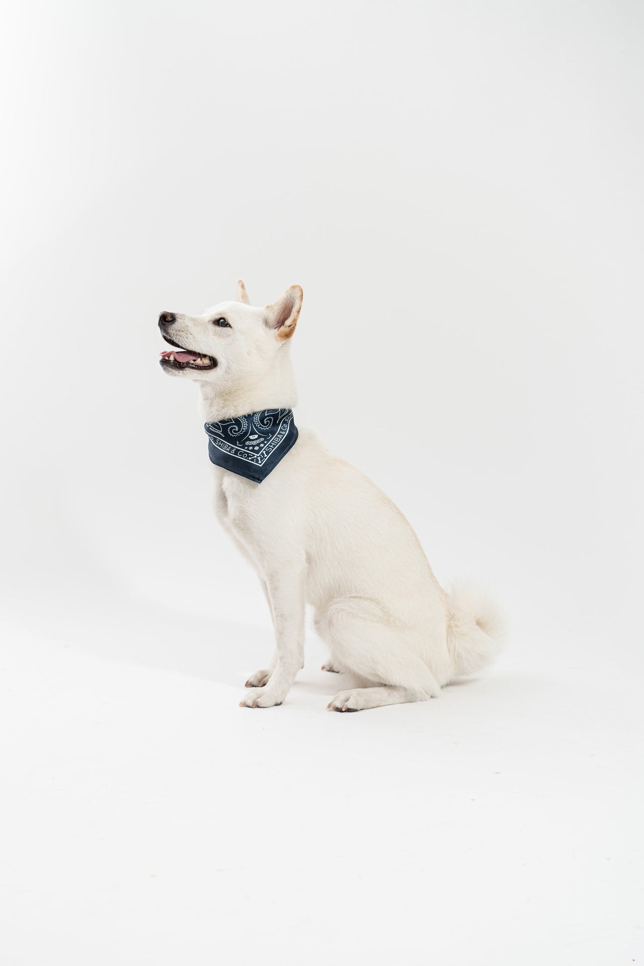 SILK BANDANA IN BLUE NAVY_SHIBA AND CO