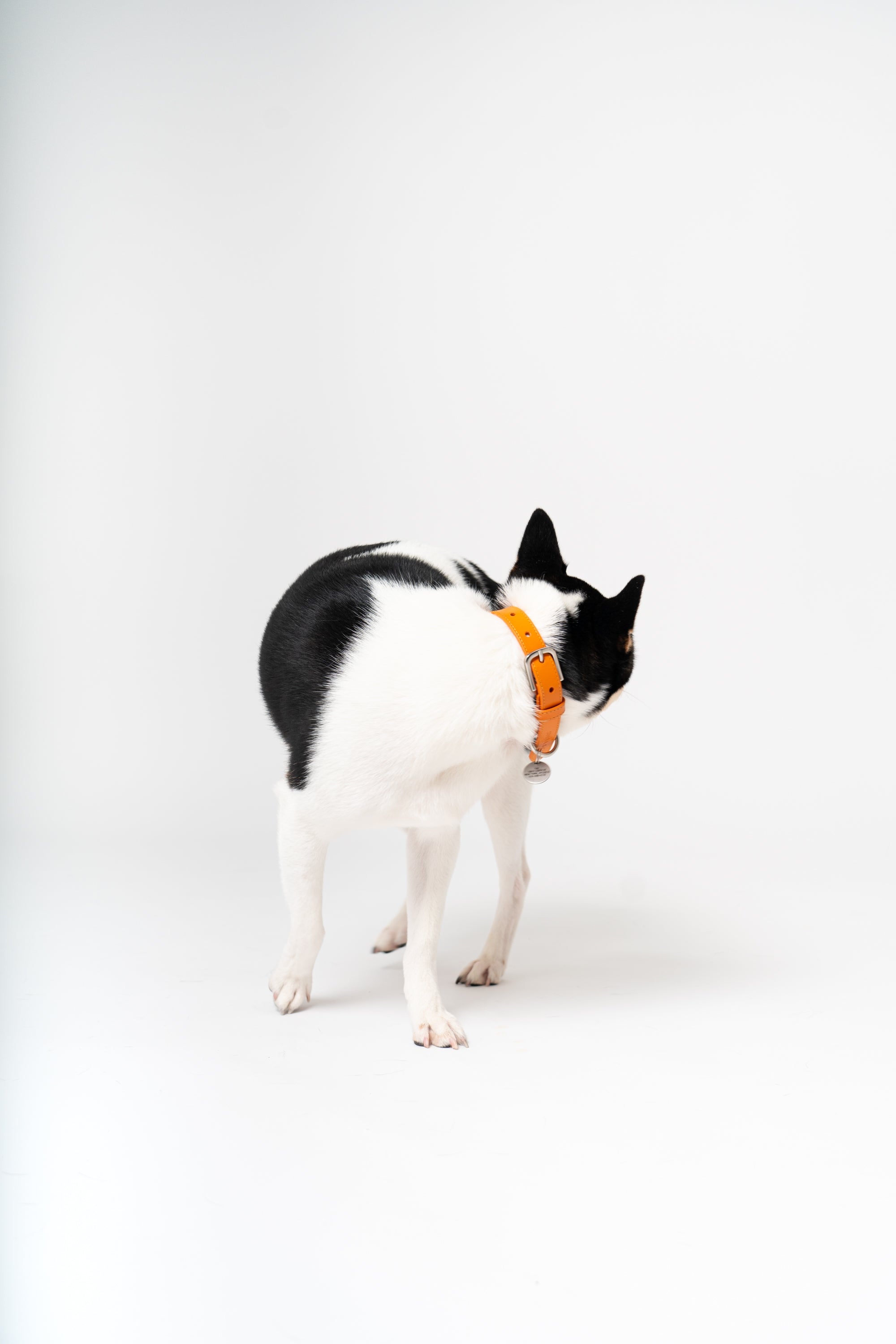 Lucca Dog Collar in Italian Leather - Iconic Orange