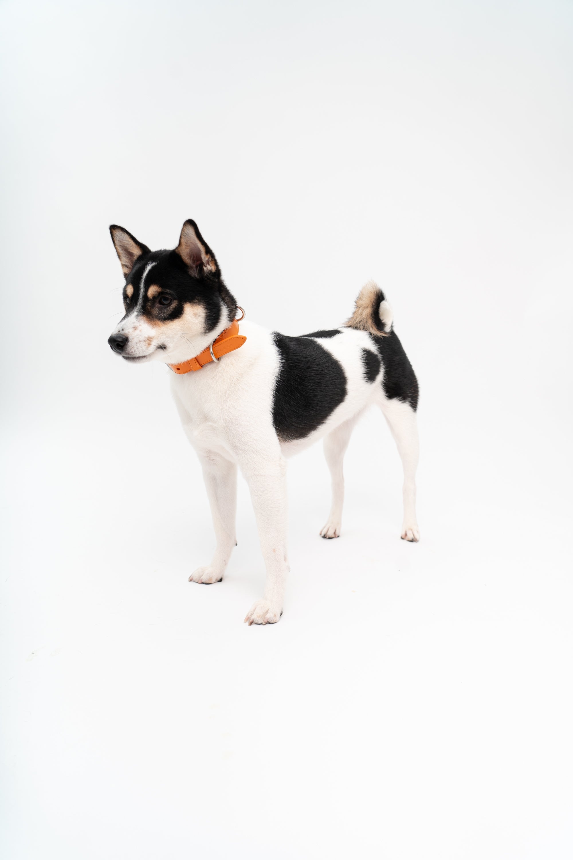 Lucca Dog Collar in Italian Leather - Iconic Orange