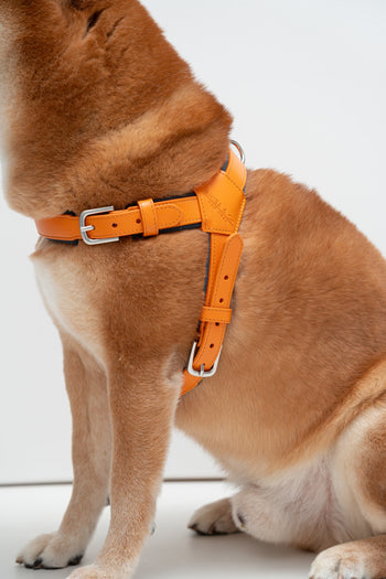 Milano Dog Harness in Italian Leather