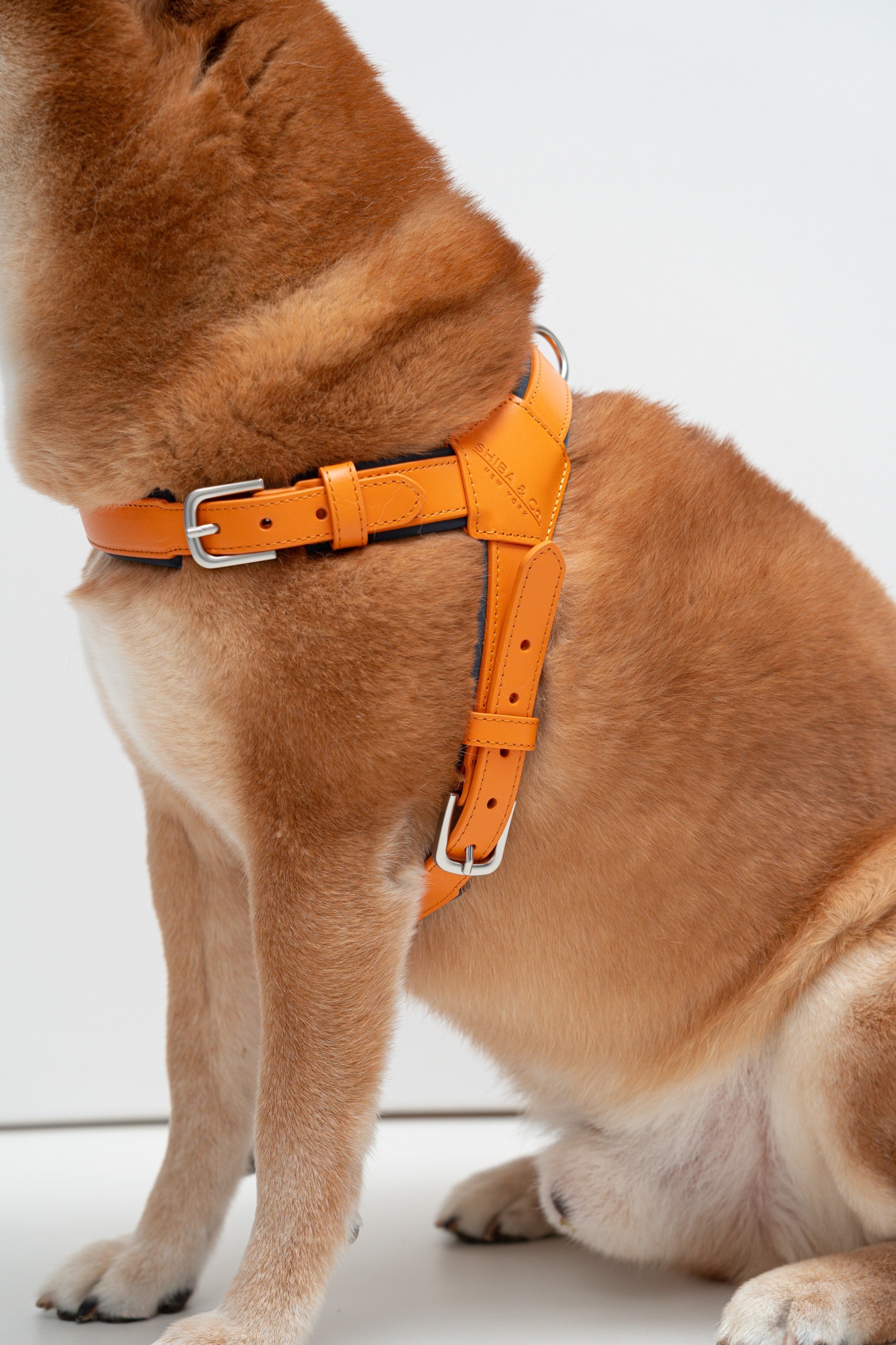 Harness Dog Walking Set in Italian Leather - Iconic Orange