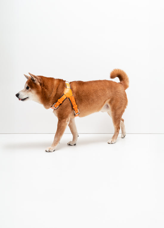 SHIBA & Co.™ Official Site | Luxury Lifestyle Dog Accessories | SHIBA & CO.