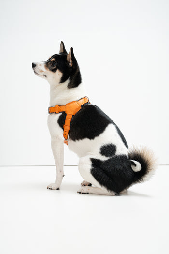 Milano Dog Harness in Italian Leather