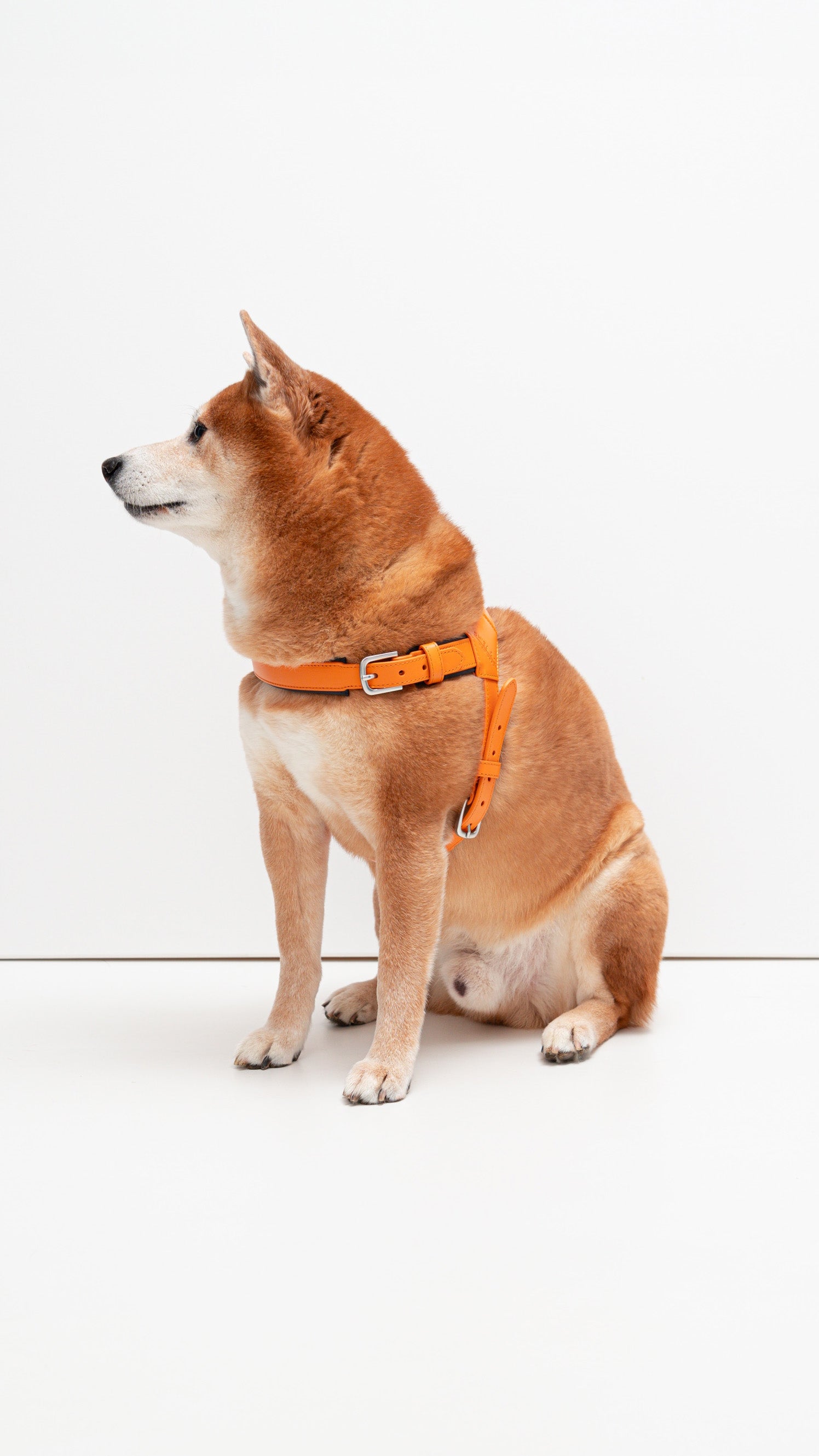 Best dog harness for shiba inu best sale