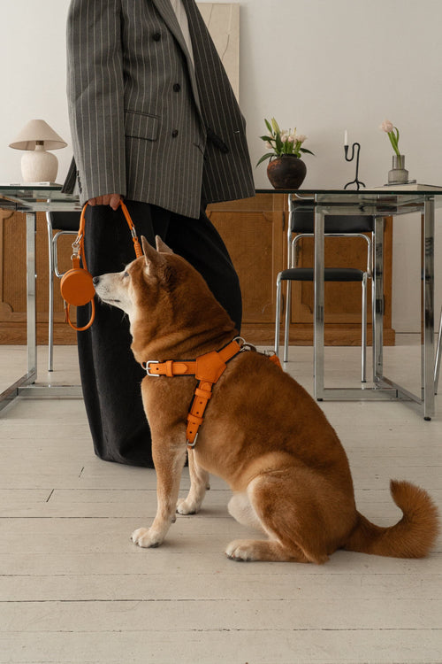 Harness Dog Walking Set in Italian Leather - Iconic Orange