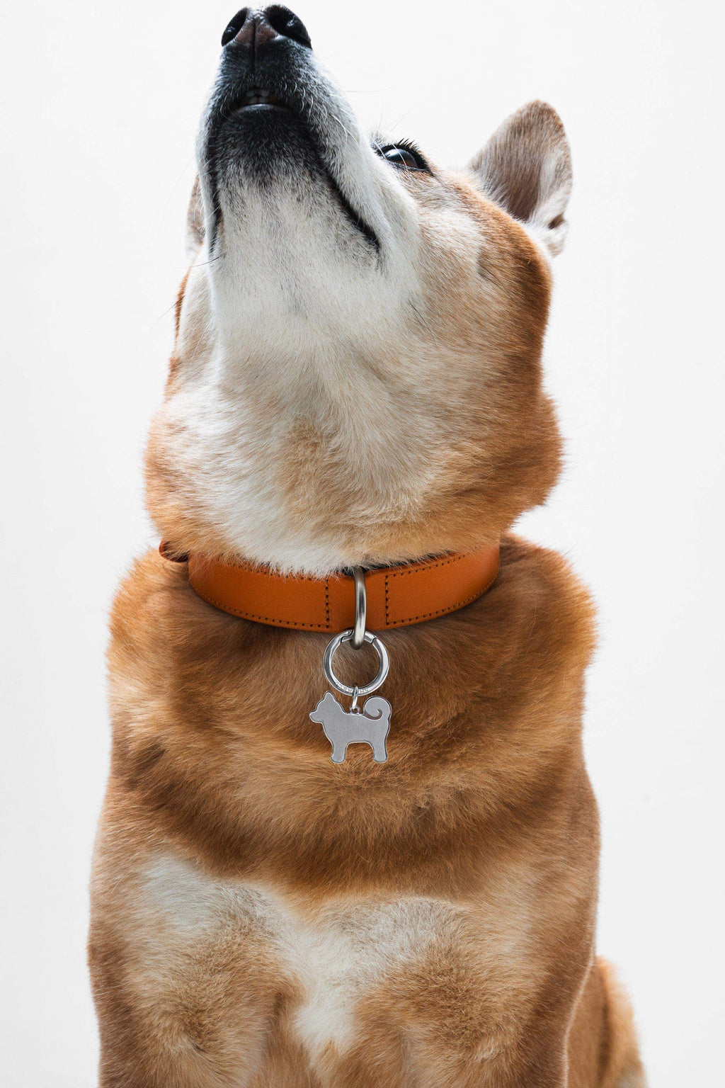 “My Precious” Shiba Inu Silhouette Dog Tag – Stainless Steel