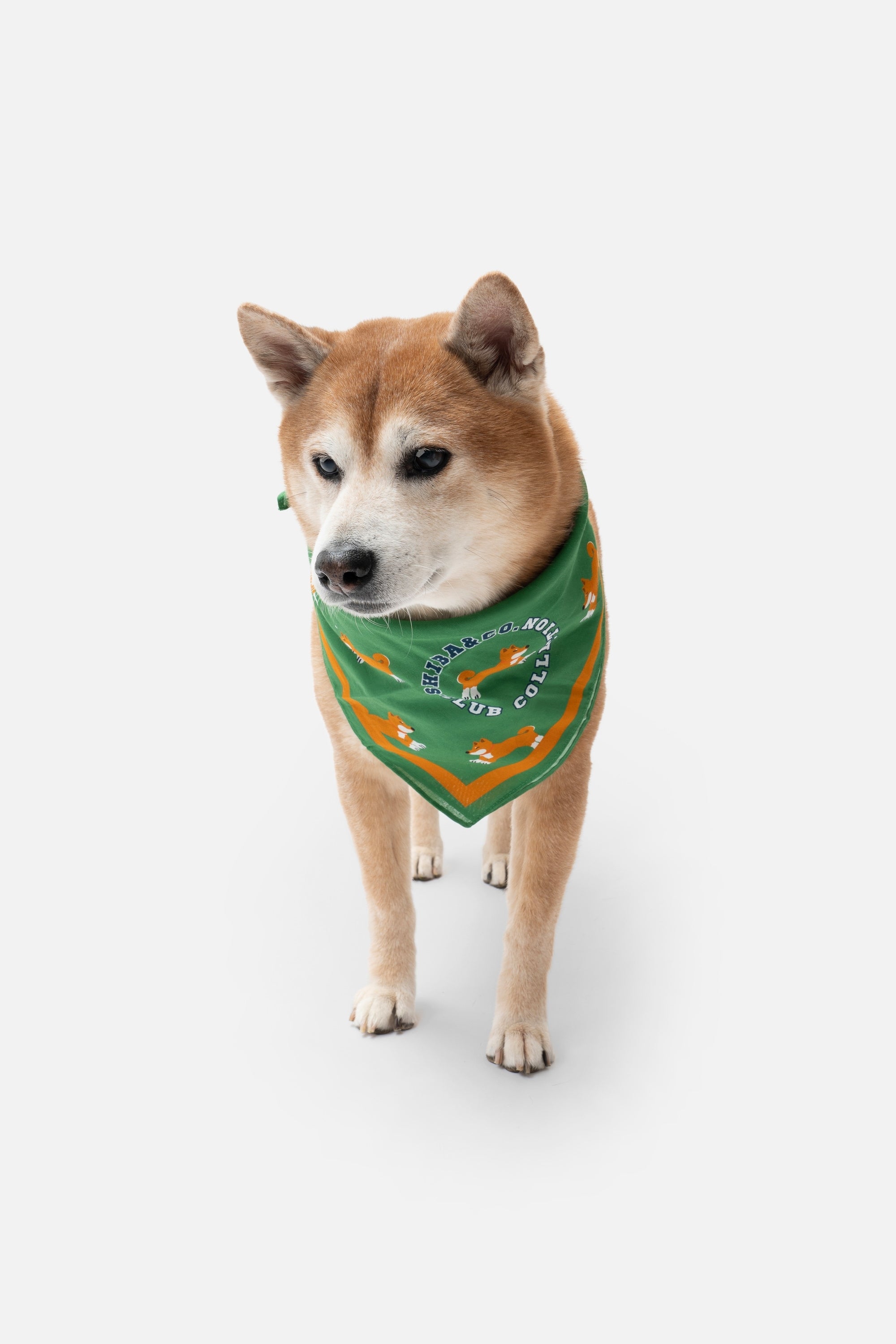 Sheep Meadow Dog Bandana - Green Meadow with Shiba Inu Print