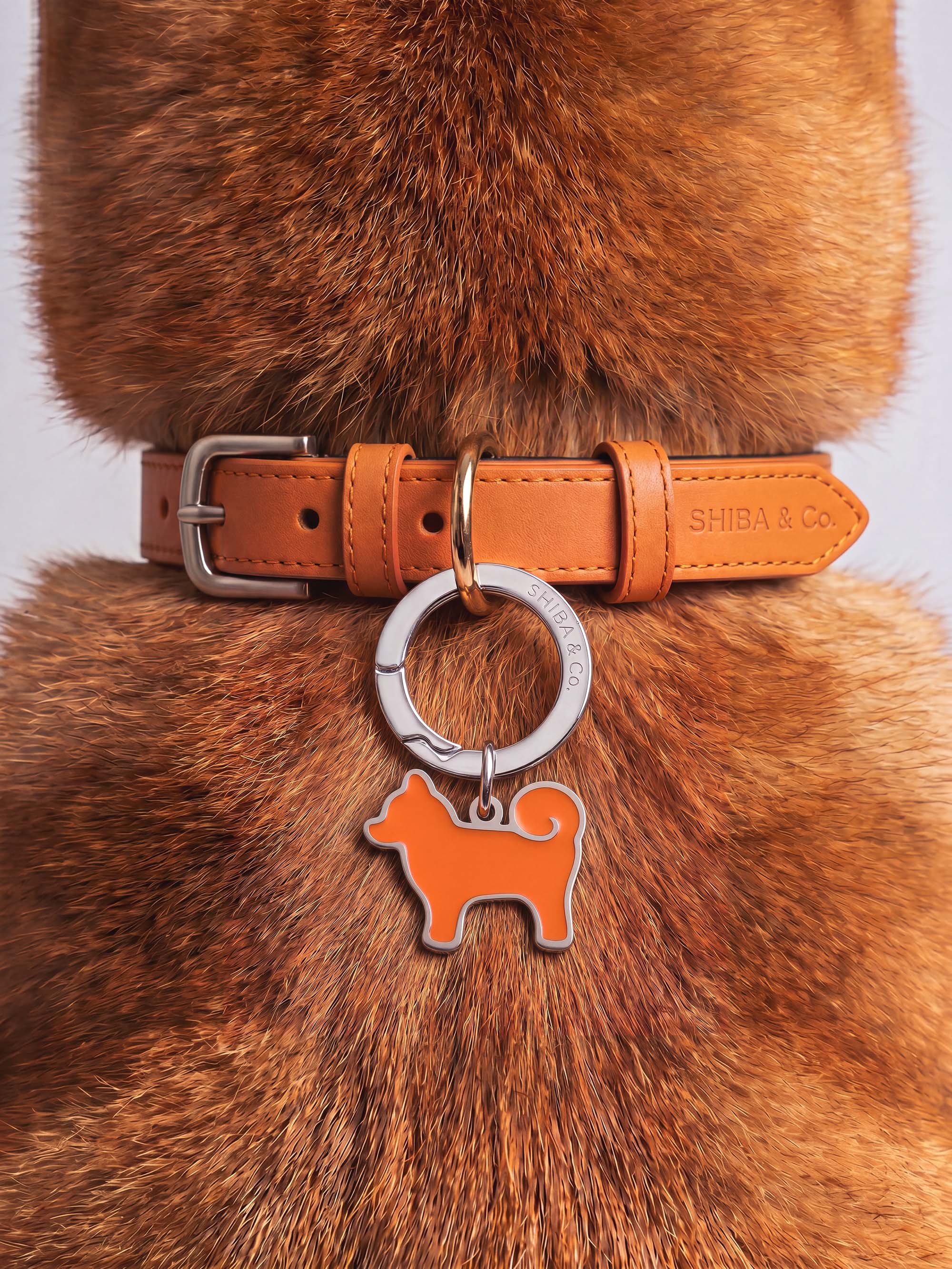 Dog Accessories & Apparel – Harnesses, Leashes, Collars & Hoodies
