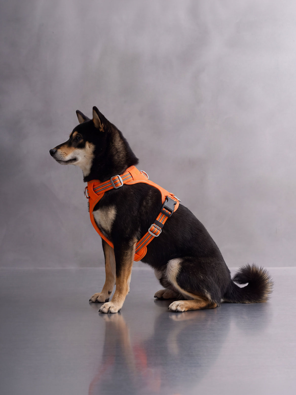 All-Terrain Sport Harness + Dual-Grip Leash Kit - Iconic Orange