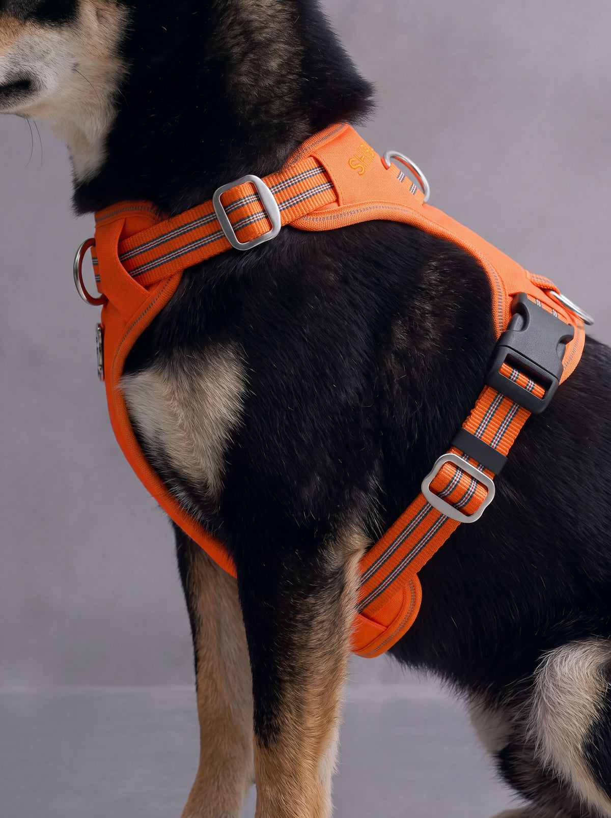 All-Terrain Sport Harness + Dual-Grip Leash Kit - Iconic Orange