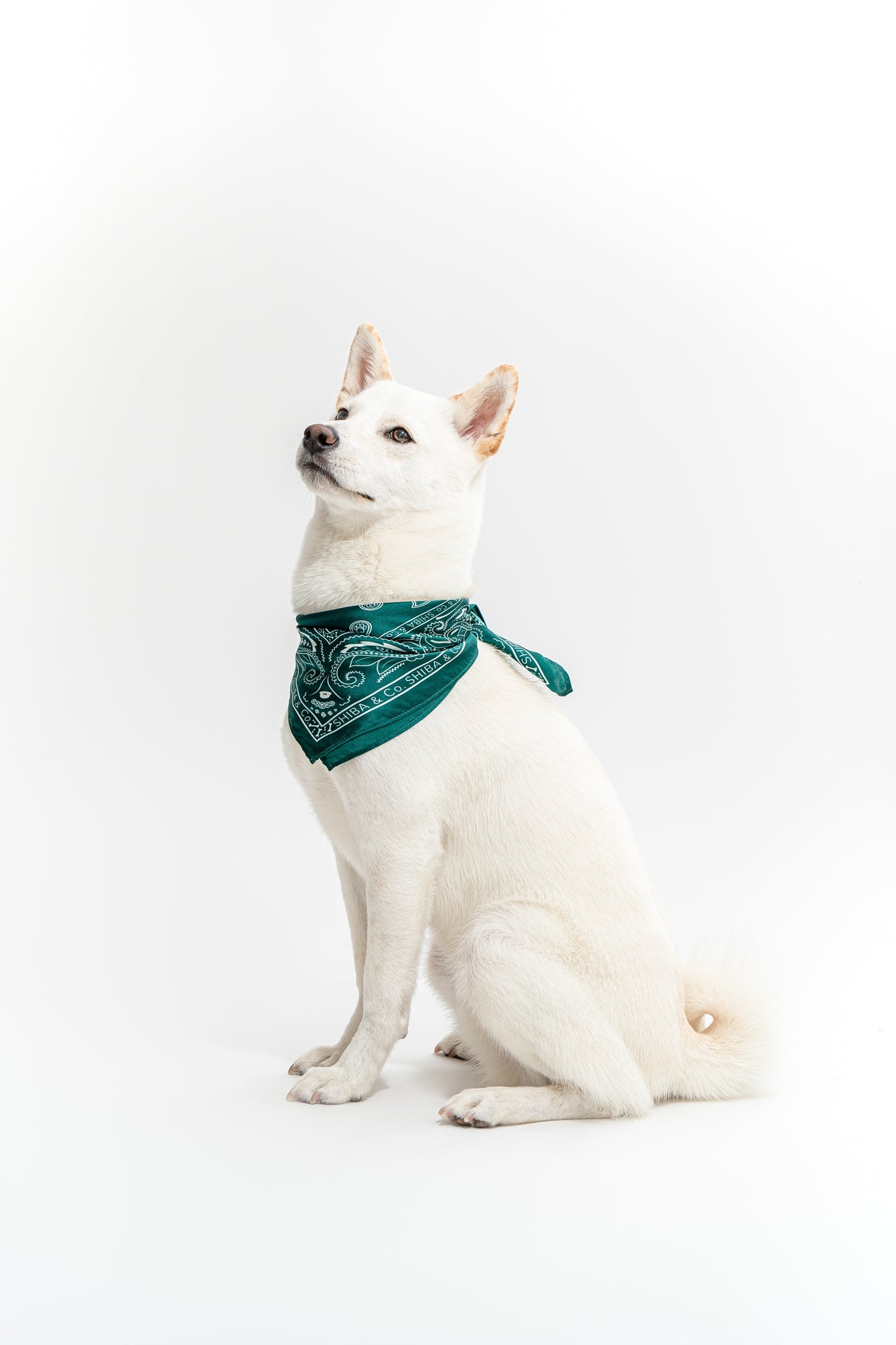 Bandana shiba Outlet