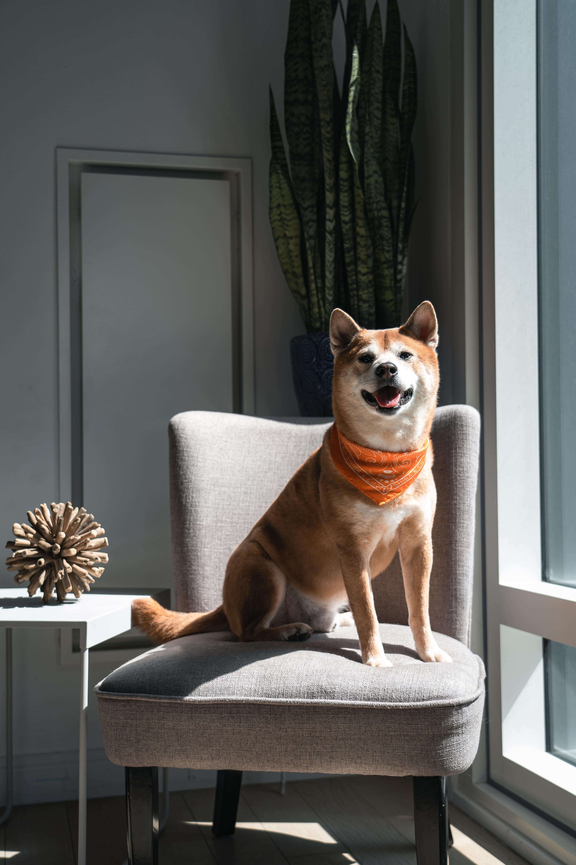 Shiba bandana hotsell