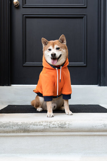 Reve Dog Hoodie In Orange - Waterproof & Reversible